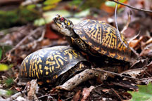 Two Eastern box turtles prepare to mate in the understory of Whistler Hare Woods. The biologically diverse area supports a variety of native plants and animals on the 100-acre tract in Fountain County. (Brent Drinkut photo)