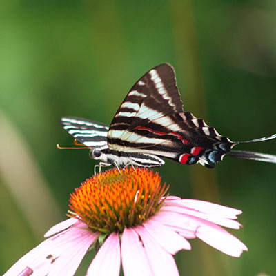 butterfly