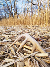 Shed antlers&rsquo; tendency to blend in with ground cover makes hunting for them challenging.  