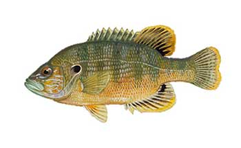 Green sunfish