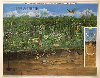 Ecosystems of the Indiana Coastal Region 2021 Poster