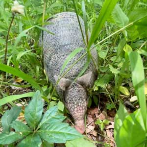 Armadillo in grass