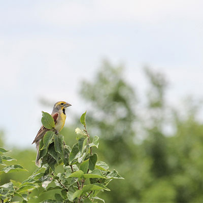 Bird on branch