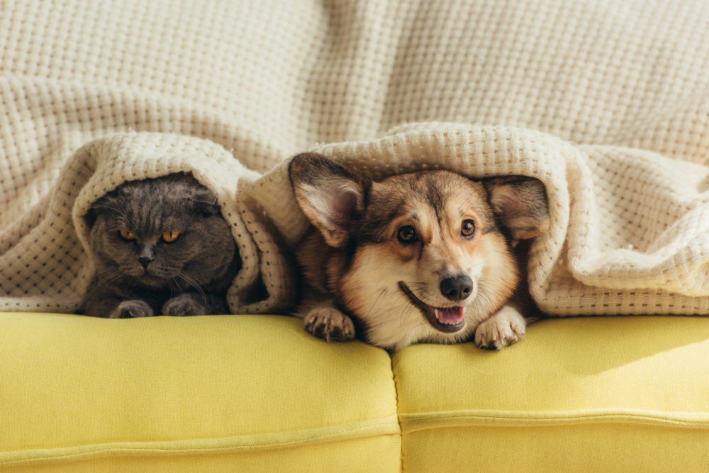 Companion Animals
