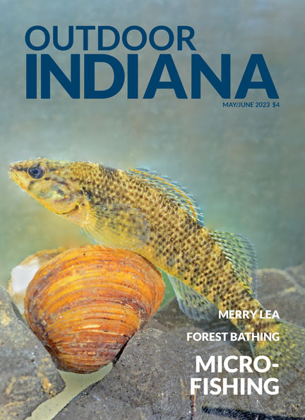 A female rainbow darter, a target of microfishers, hovers atop the shell of a dead, non-native Corbicula fluminea, which typically measures about 3/4 of an inch across. 