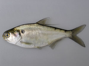 Gizzard Shad fish