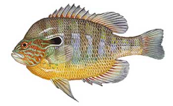 Long ear sunfish