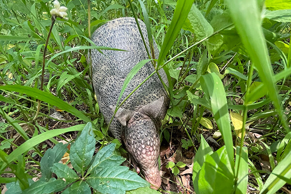 Armadillo