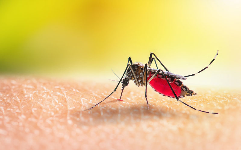mosquito-hover-card.jpg