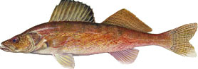ed-walleye.jpg