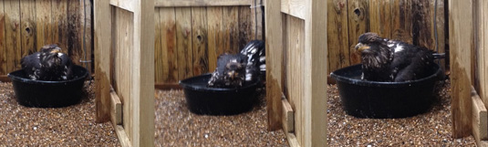 Eagle takes a bath Eagle takes a bath