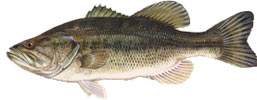 ed-largemouth_bass.jpg