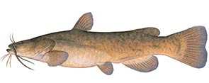 Flathead Catfish