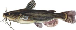 Black Bullhead