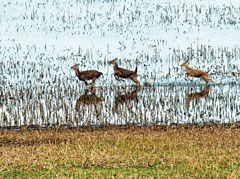 Norman was in the Goose Pond Fish & Wildlife Area Visitor Center one afternoon when he noticed deer outside. Hustling out the door, he captured this shot with his Nikon D500. He has enjoyed photography since starting the hobby while serving in the military in Germany in 1961.