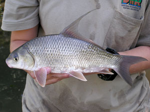 Quillback fish