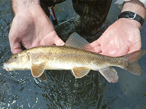 White Sucker fish