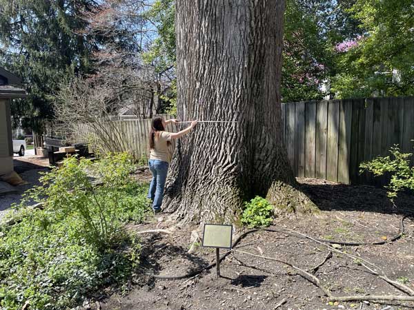 Photo of tree