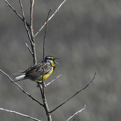 bird on branch