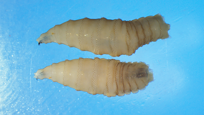 NWS-two-whole-larvae.png