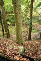 Muscatatuck River bottomlands