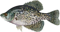 ed-black_crappie.jpg