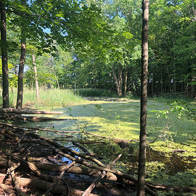 Woods and swamp