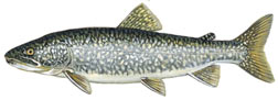 ed-lake_trout.jpg