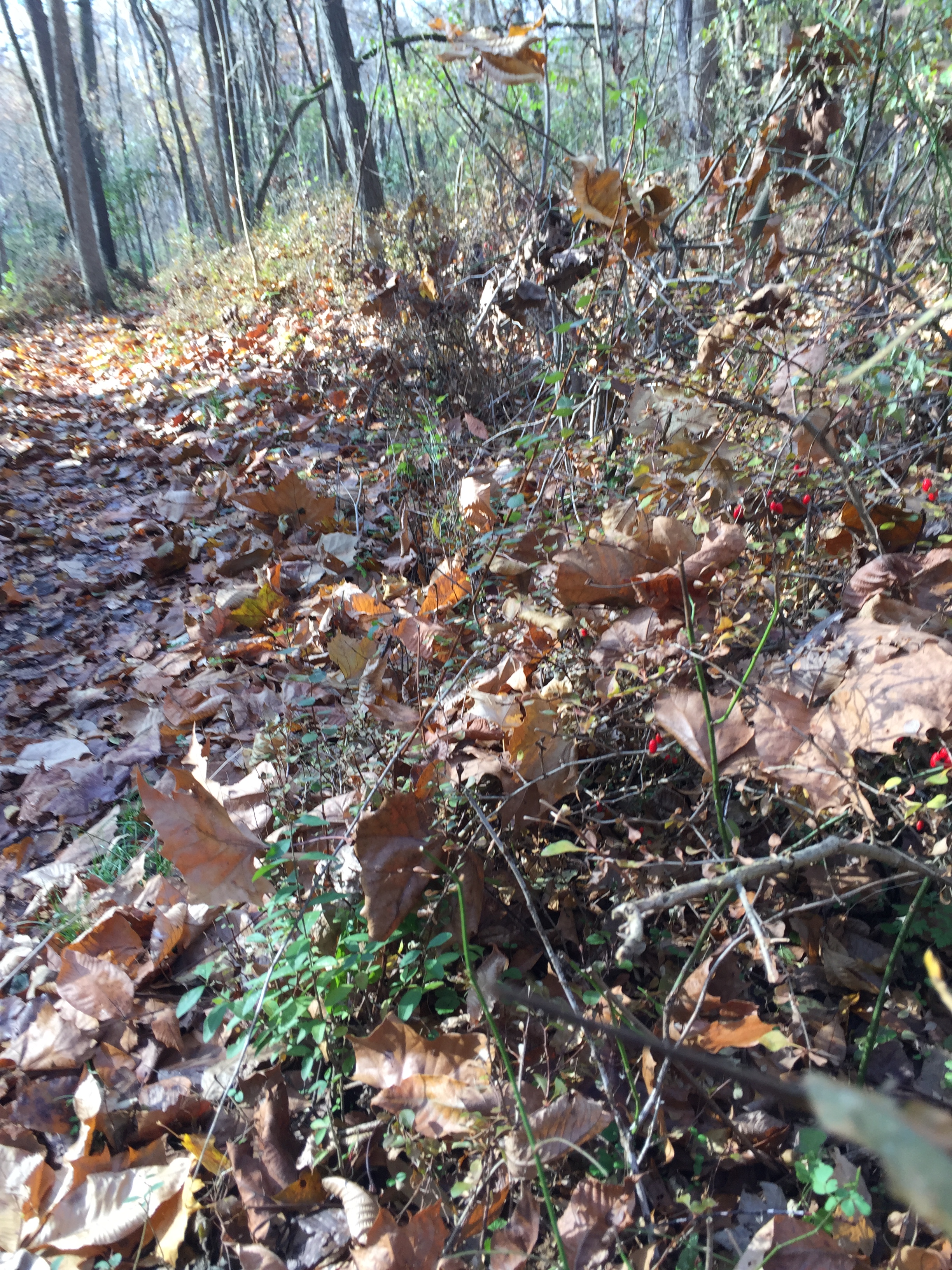 Tick habitat. Photo: Lee Green, Indiana State Department of Health.
