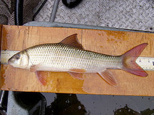 Shorthead Redhorse fish