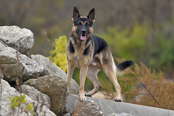Dog standing on rubble