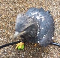 Eagle Eagle