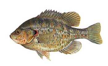 Red ear sunfish