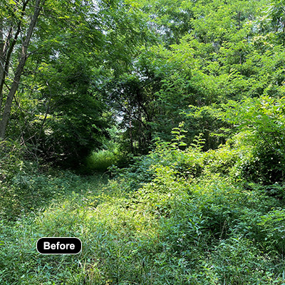 Wooded area