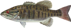 ed-smallmouth_bass.jpg