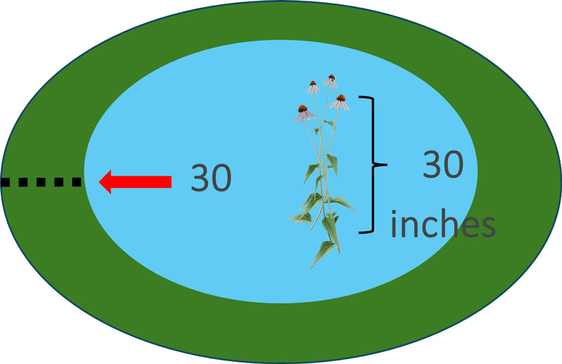 Diagram showing 30 feet from water and plants that are 30 inches tall