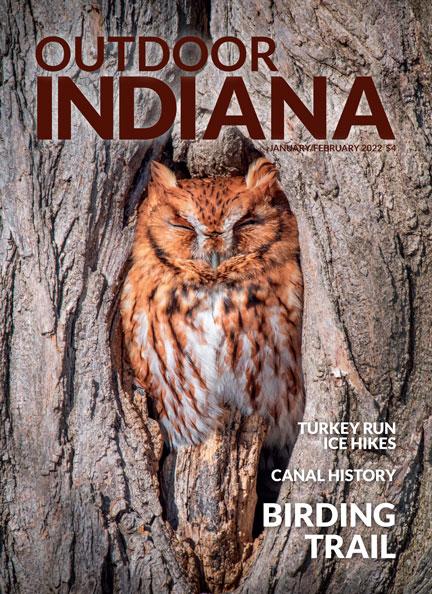 An Eastern screech owl at Celery Bog Nature Area, a part of the Indiana Birding Trail (IBT) in West Lafayette.  Photo by Frank Oliver.