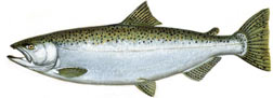 ed-chinook_trout.jpg