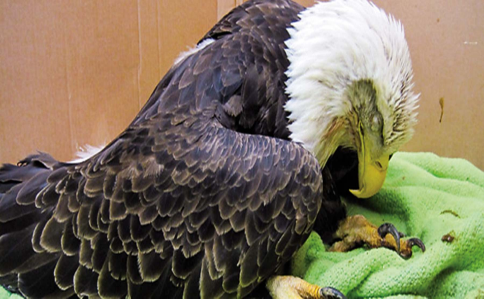 A bald eagle suffers from lead poisoning.