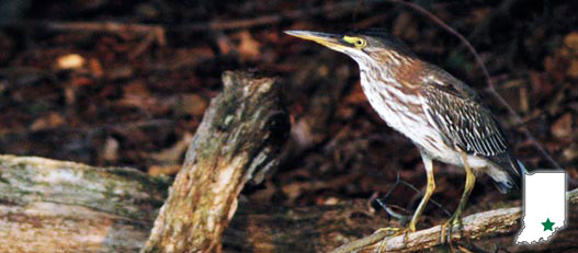 bird on log