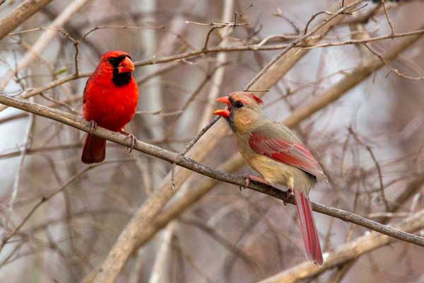 Two cardinals in a tree
