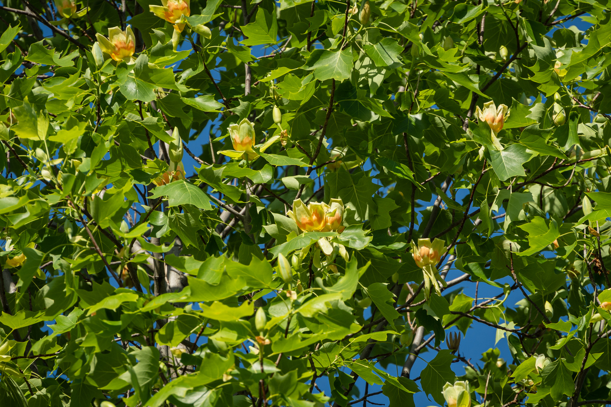 Liriodendron tulipifera