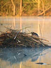 co-oi-Beaver-summer26.jpg