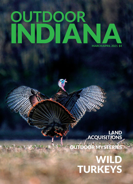 A tom wild turkey struts to impress hen turkeys during spring in Tippecanoe County. Photo by Frank Oliver