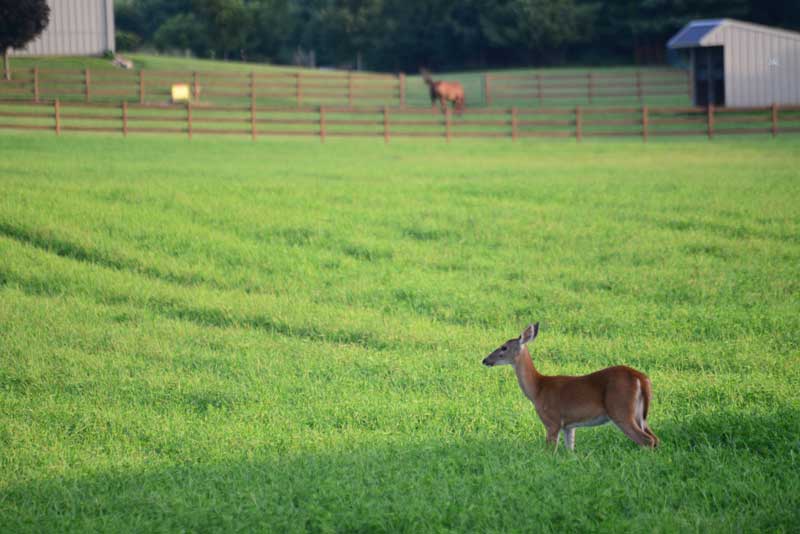 fw-deer-management-small.jpg
