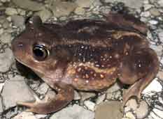 Eastern Spadefoot