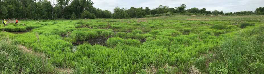 Mitigation Site