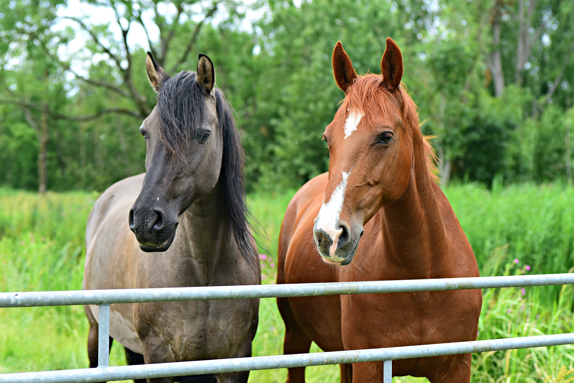 horses-4.jpg