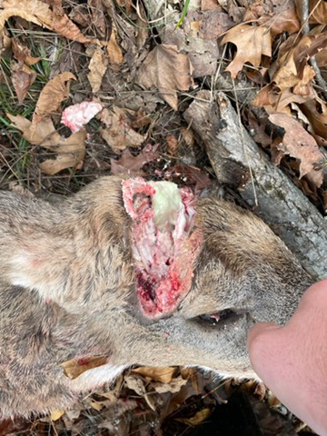 A deer with green puss at the antler base.