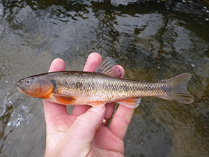 minnow in hand